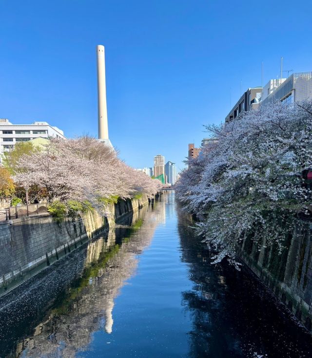 こんにちは☺️クマザワデンタルクリニック恵比寿です🦷休日に熊澤院長が目黒川の桜を見に行かれたそうで、先日の雨風で桜が散ってしまったのではと思っていましたがそんなこともなく、お天気も良く桜も満開に咲いていてとても綺麗な写真をいただきました🌸皆さんは今年どこかへ桜を見に行かれましたでしょうか？☺️院長は目黒川の桜を見に行くのが今年で19年目だそうで、、すごいですよね❗️❗️😳ようやく少しづつ暖かくなってきましたが朝晩は気温が下がり寒暖差もまだありますので、皆様もご体調にお気をつけてお過ごしくださいね🙇‍♀️#恵比寿#恵比寿西#恵比寿南#目黒#代官山#恵比寿駅#恵比寿歯科#恵比寿歯医者#歯科医院#歯医者#セラミック#恵比寿セラミック#セラミック治療 #インプラント#親知らず#矯正#ホワイトニング#クマザワデンタルクリニック#kumazawadentalclinic